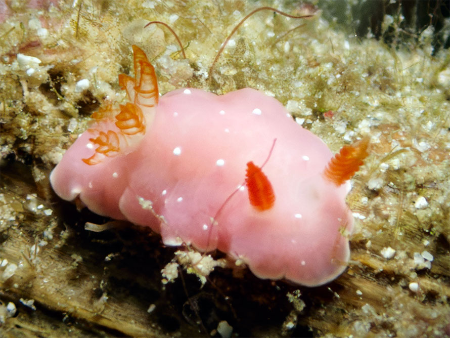 Verconia sp. C